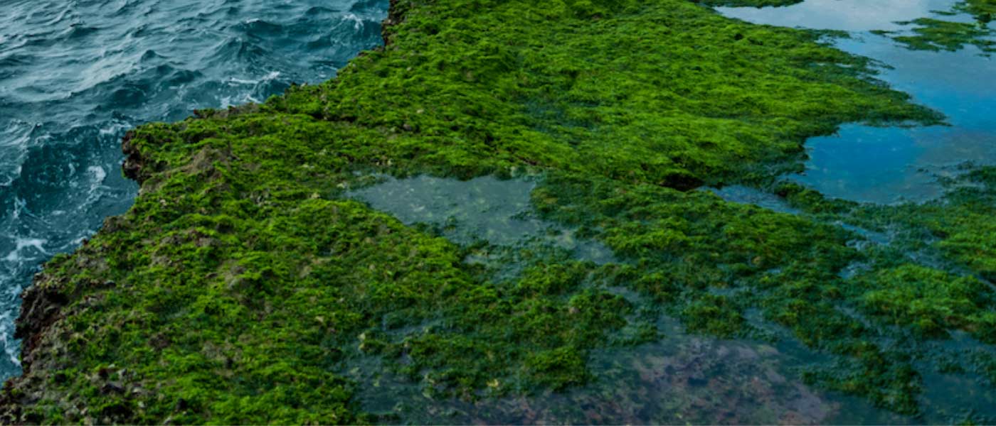 Does Sea Moss Help with Erectile Dysfunction?
